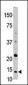 Thioredoxin (TRX) Antibody (N-term)